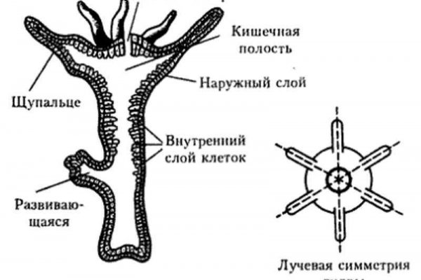 Как попасть на кракен