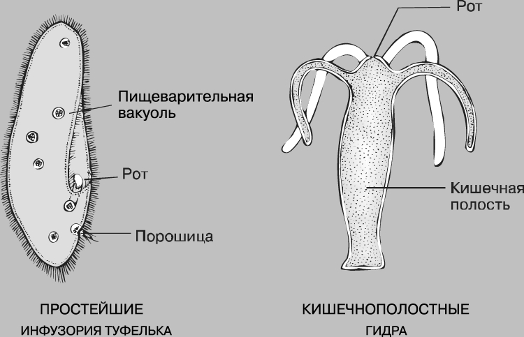 Кракен магазин kraken clear com